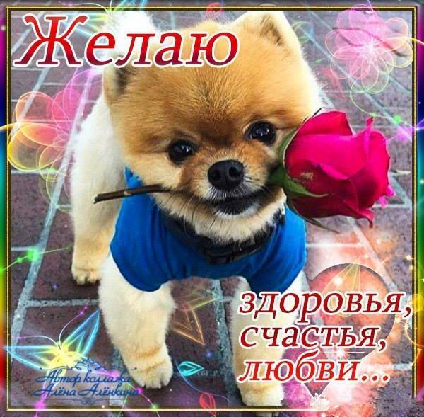 Картинки с здоровьем и счастьем вам, пятницу пожеланиями