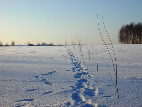 мороз и солнце