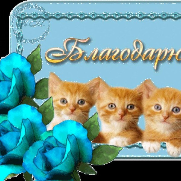 Спасибо котик