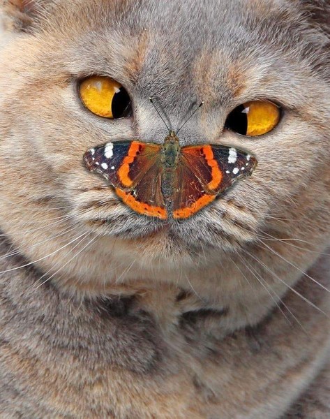 Кот с бабочкой мем
