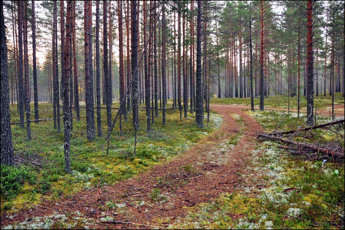 Пойти в глубь леса. Пятницкий Бор Вытегорский район. Лес в Белозерском. Пятницкий Бор Вытегорский район фото.