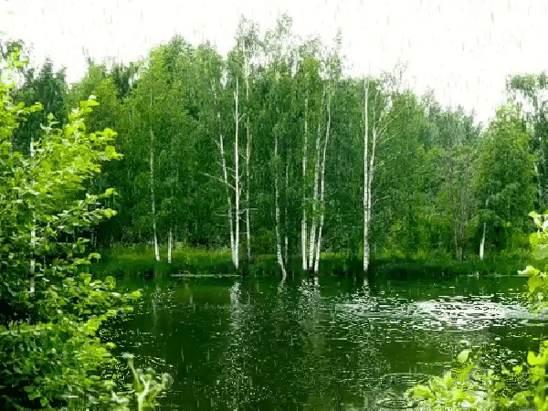 Дождь в лесу картинки анимация, месяц двойняшкам картинки