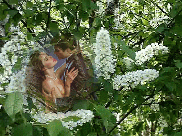 Альфира Кадырова Гайфутдинова. Влюбленные в черемухе. Влюбленные под черемухой .... Девушка под черемухой цветущей.
