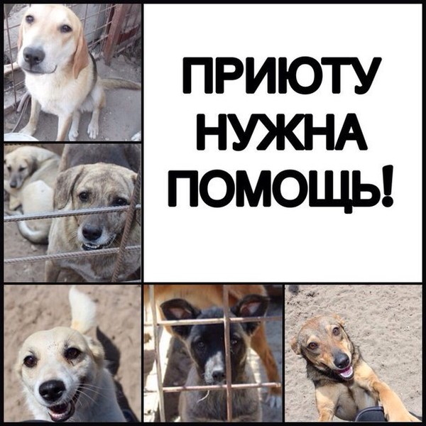 Картинки с просьбой о помощи животным