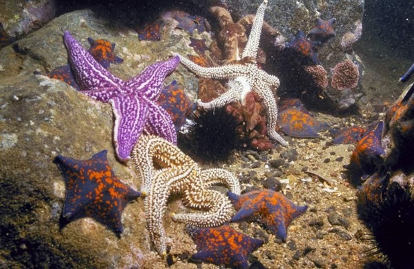 в Японском море