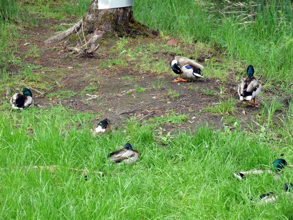 https://content.foto.my.mail.ru/list/s1_62/42398/h-42460.jpg