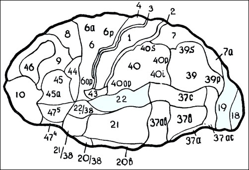 Карта бродмана с нумерацией