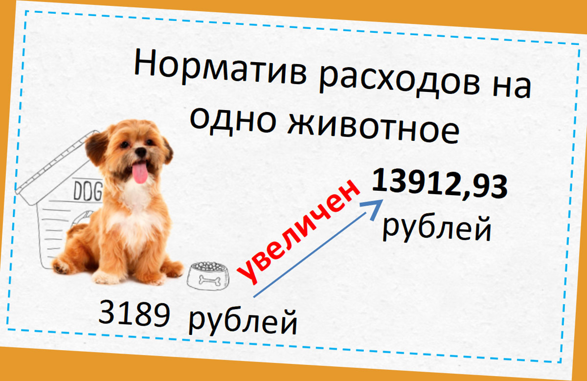 Проблему бродячих собак в Астрахани получится решить не раньше, чем за два  года