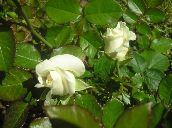 Белая роза (White Rose)