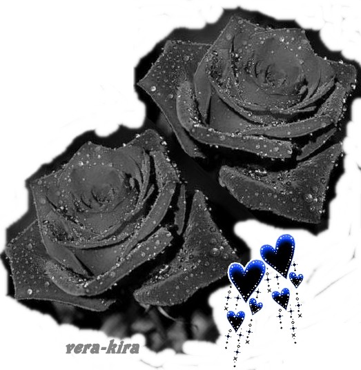 Две чёрных розы..