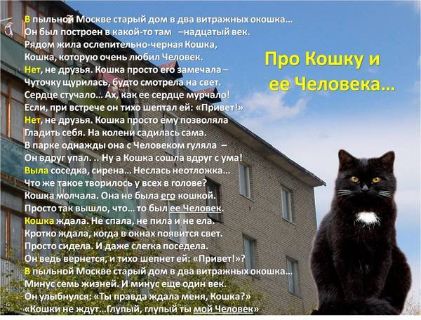 Кошка текст песни