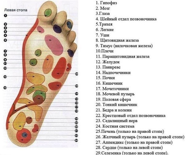 Расположение органов у человека на стопе Обсуждения - Блог Ирины (Кулинария) - Группы Мой Мир