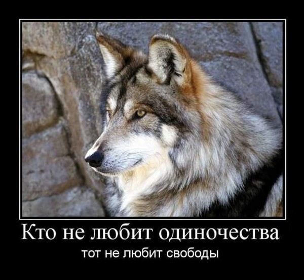Веселые ребята, одинокий волк прикольная картинка