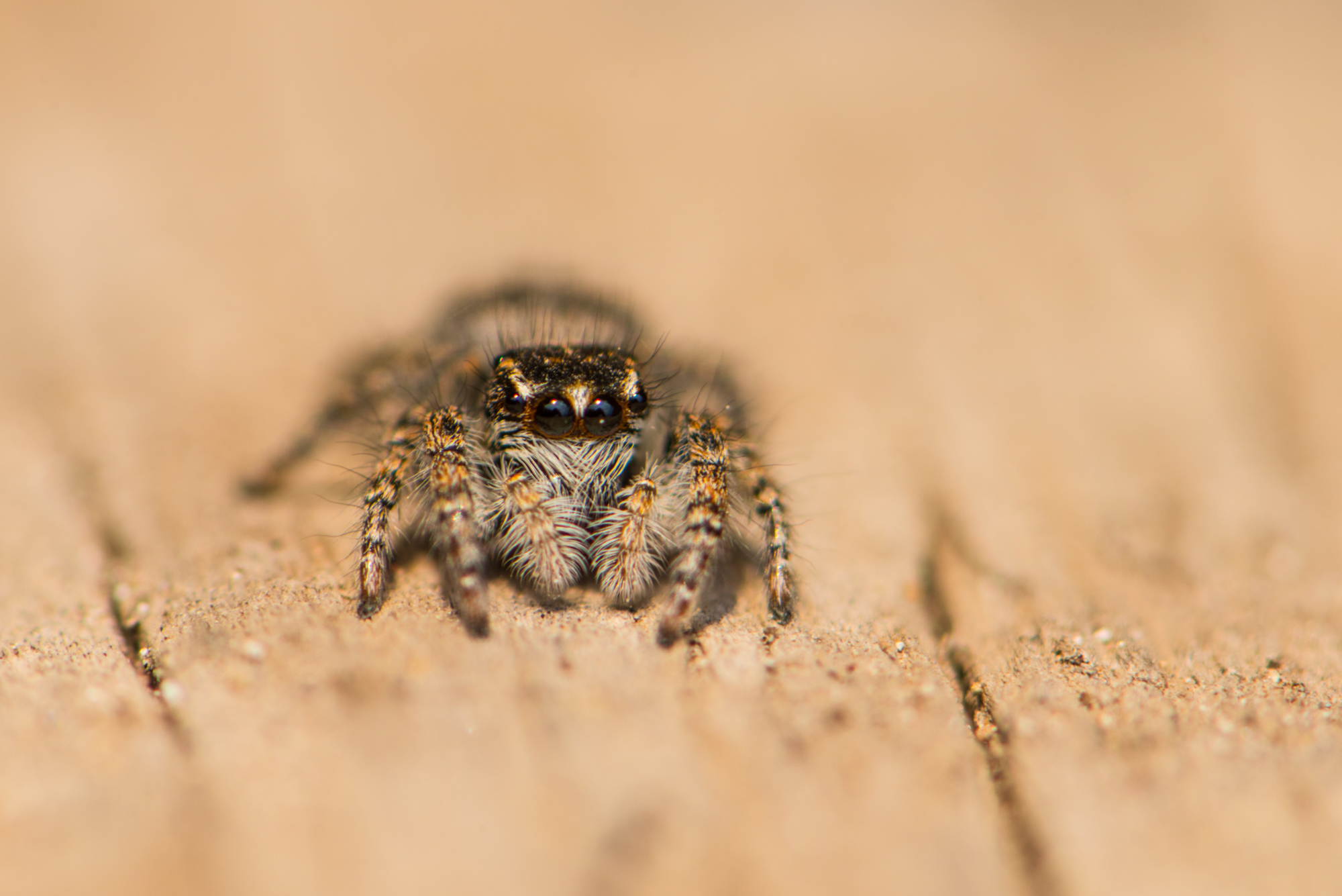 О чем предупреждают пауки в доме: самые интересные и правдивые приметы