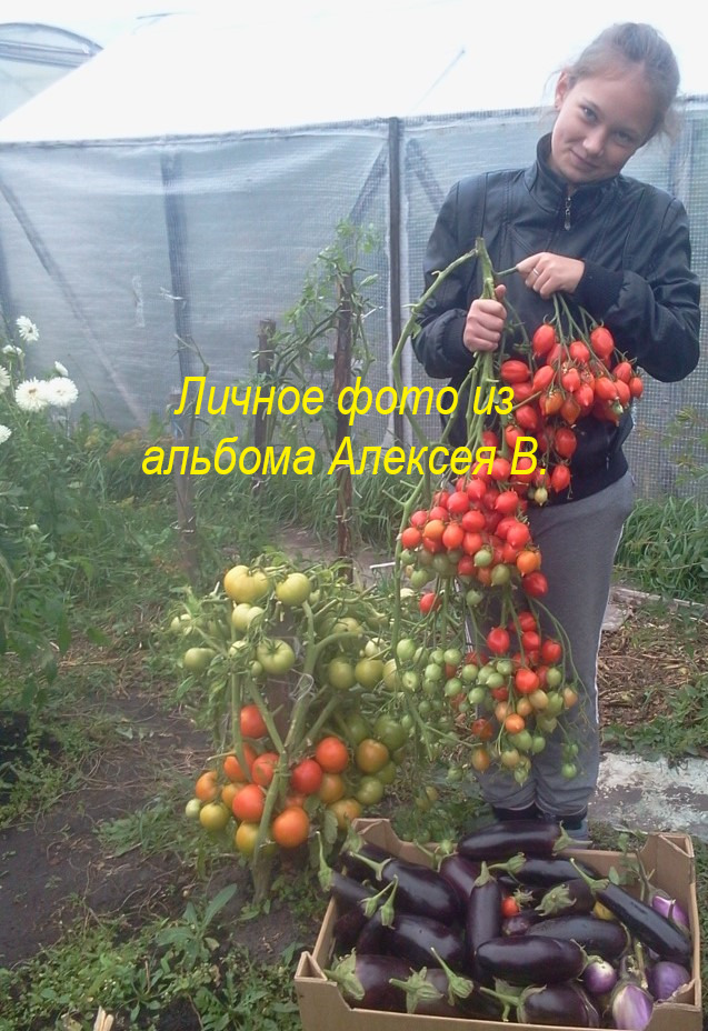 Сорт помидоров поцелуй герани фото и описание