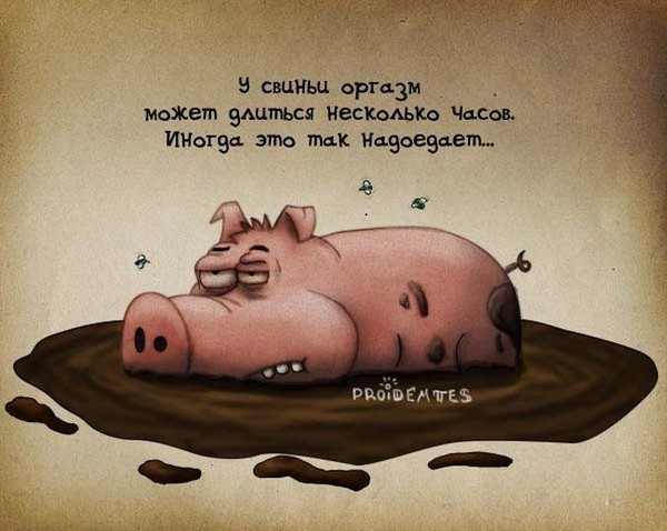 Стих про свинью