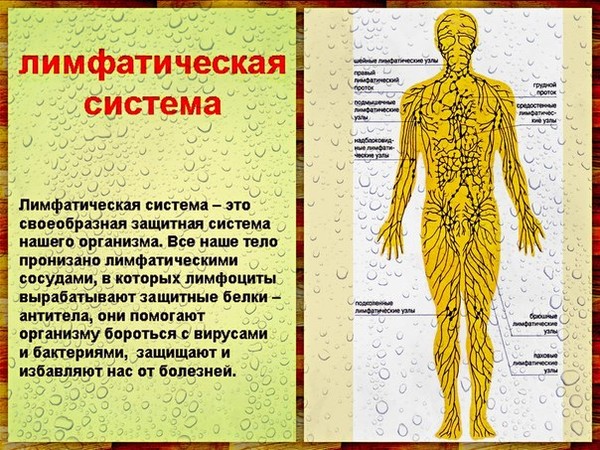 Движение лимфы по телу человека схема