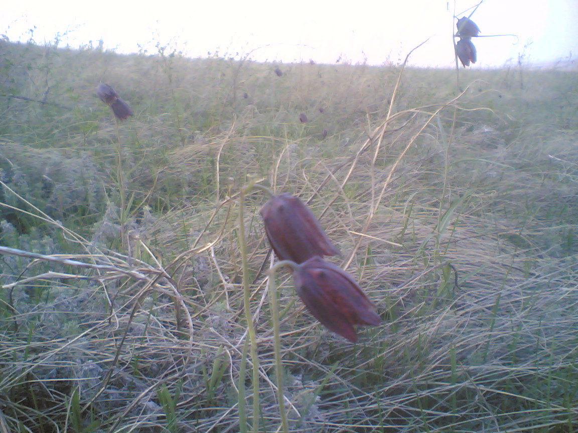 гора Чека