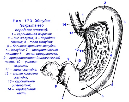 Желудок на схеме человека