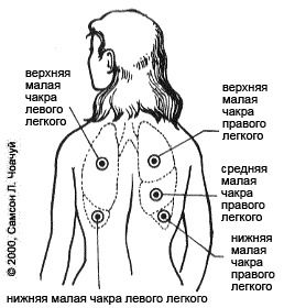 Где у человека находятся легкие показать в картинках с спины