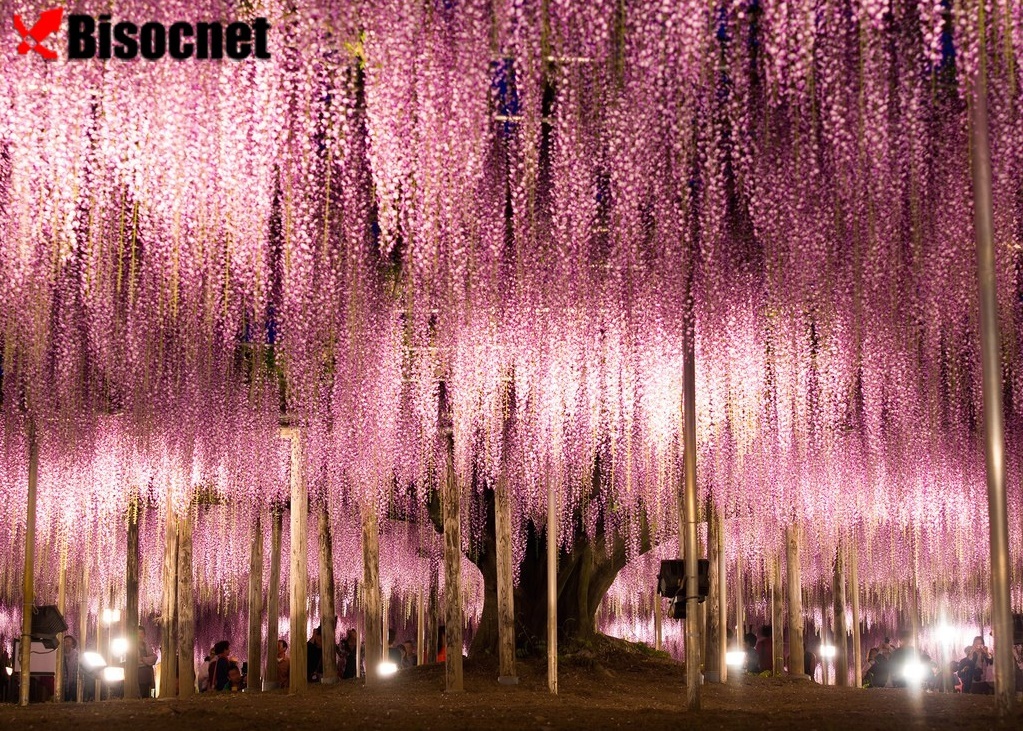 Цветочный парк Асикага: Асикага, Япония