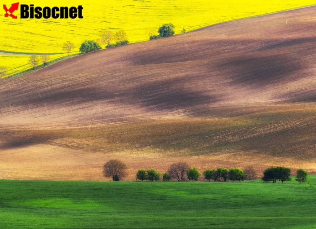Моравские поля: Чехия