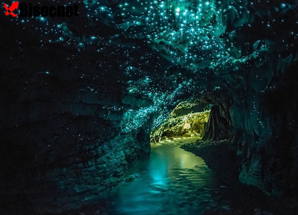 Пещеры Светильника: Вайтомо, Новая Зеландия