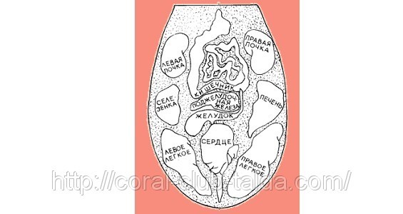 Диагностика по языку. Диагностика по языку зоны соответствия. Меридианная диагностика по языку.