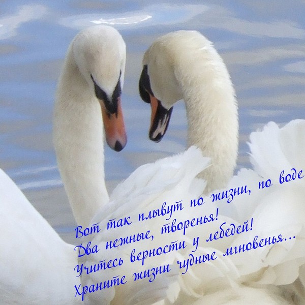 По дороге не ссорьтесь помогайте друг другу как братья перелетные птицы рисунок