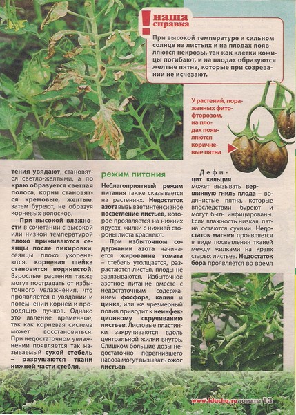 Болезни томатов в открытом грунте описание с фотографиями и способы лечения скручивание листьев