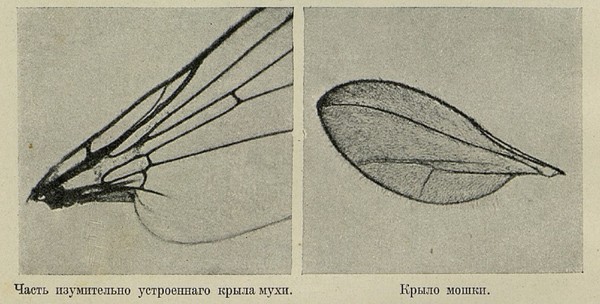 Крылья мухи рисунок