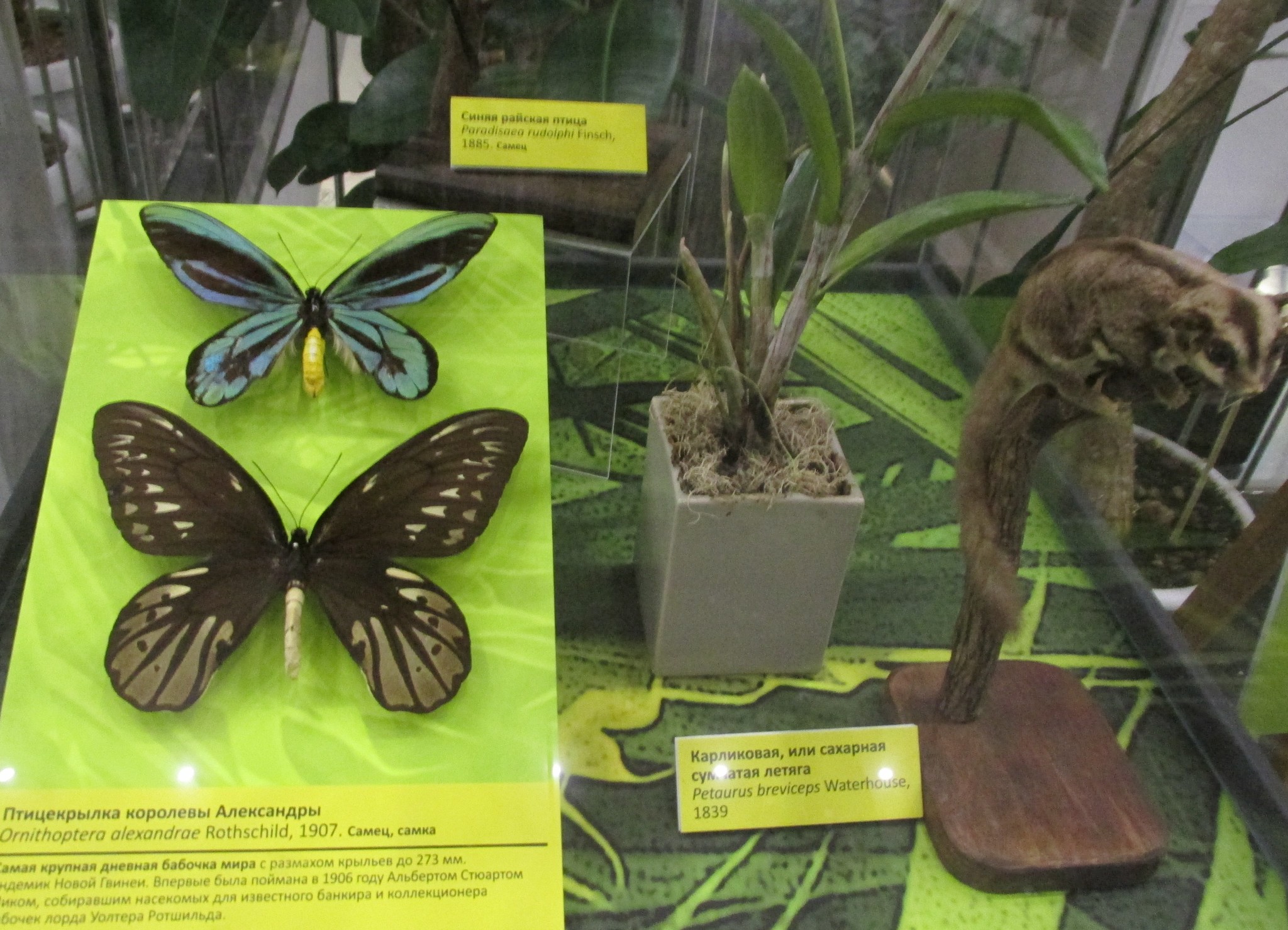 Ornithoptera alexandrae Rothschild, 1907