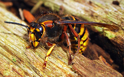 Asian Giant Hornet Queen Hornet, Japanese giant hornet, Wasp