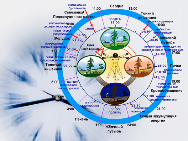 Диначарья режим дня по аюрведе схема