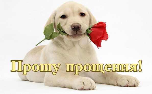 если извини за беспокойство открытка выполнять его