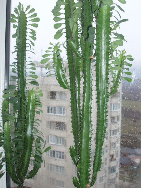 Кактус С Длинными Листьями