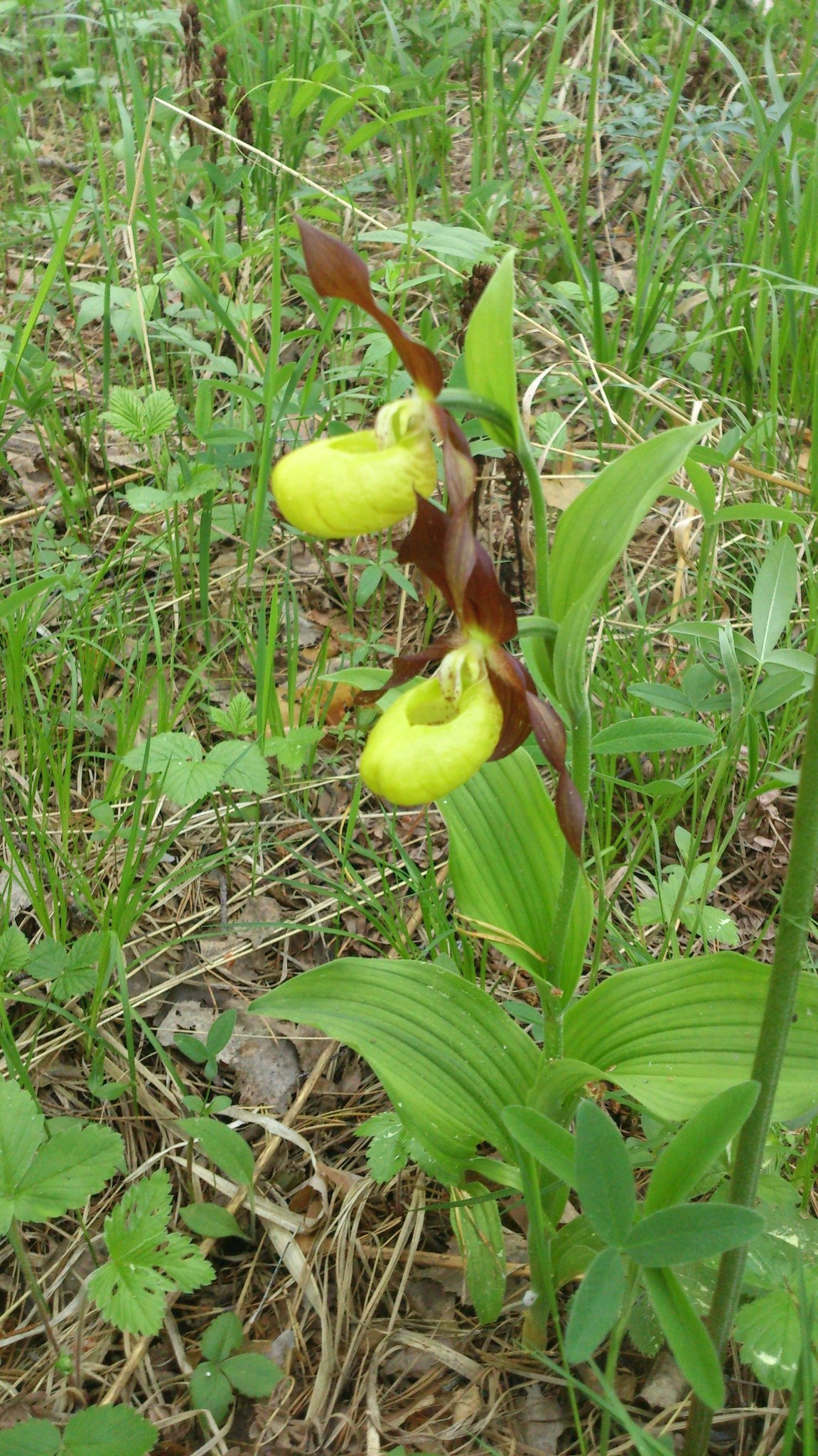 Орхидеи подмосковья фото и описание