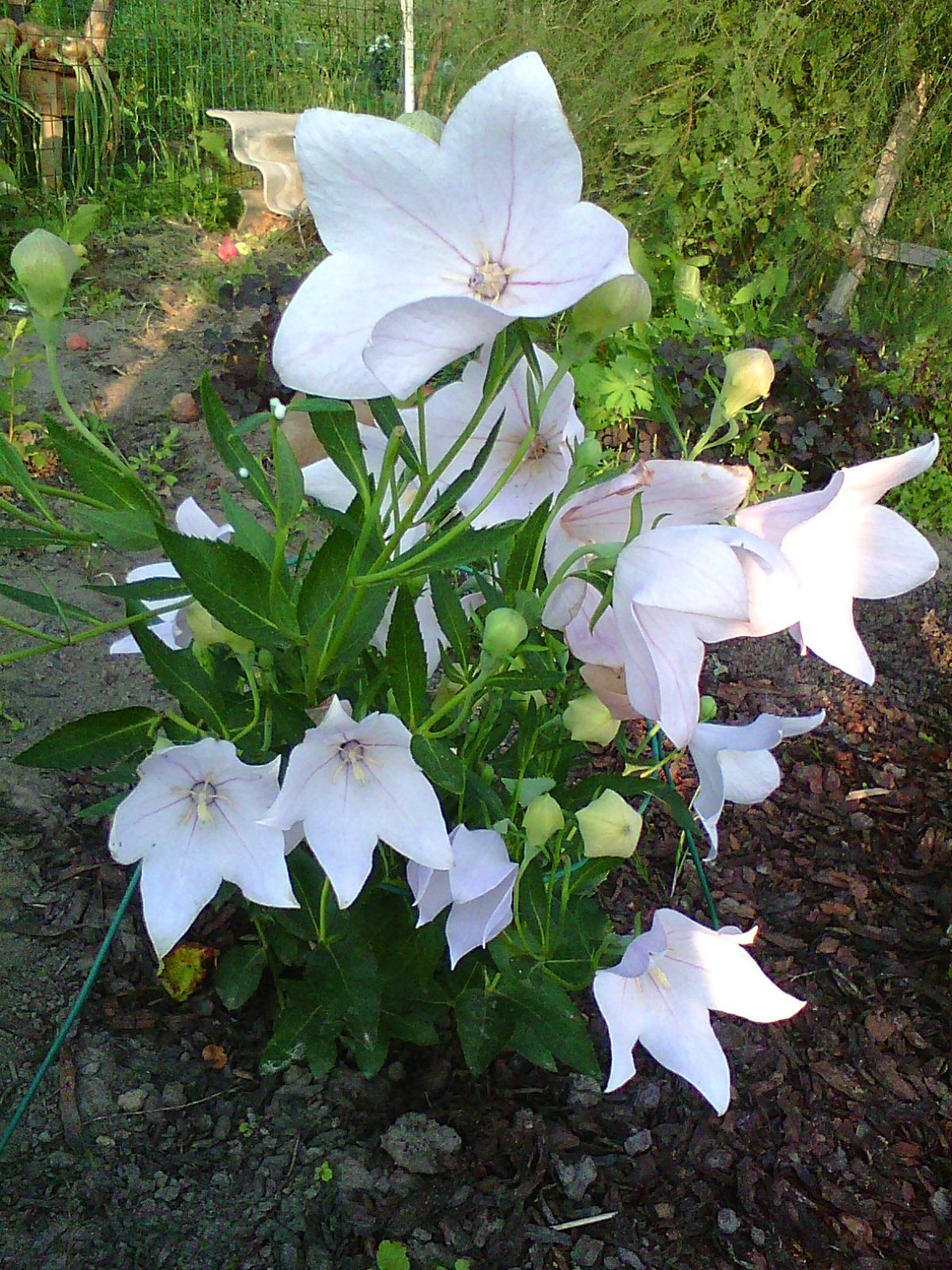 Платикодон фото на клумбе многолетники цветок