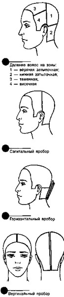 Схема головы для парикмахеров пустая