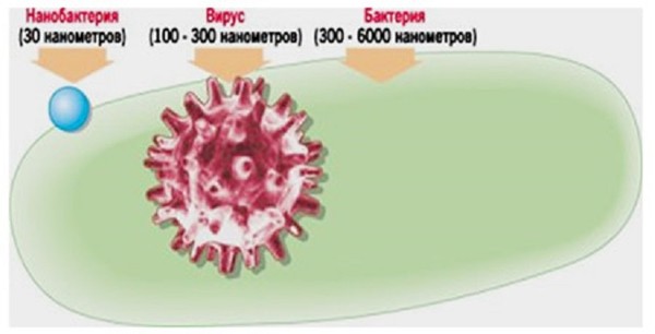 Сравнение бактерий и вирусов. Сравнительные Размеры вирусов и бактерий. Размер вируса и бактерии сравнение. Размеры вирусов. Сравнение размера вируса и микроба.