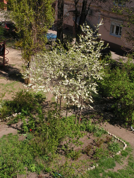 Вид из моего окна в конце апреля 2014