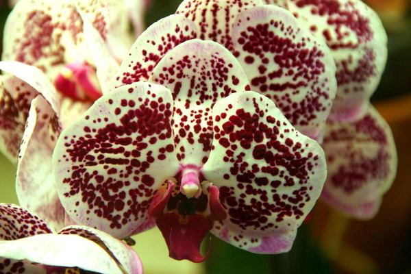 Ола орхидея фото