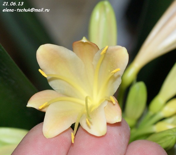 Clivia interspecific №3, мультипетальный цветок!