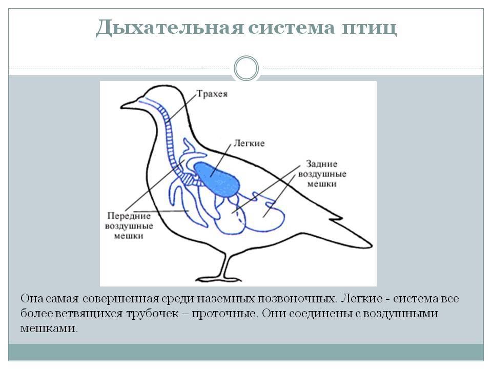 Органы дыхания птиц схема