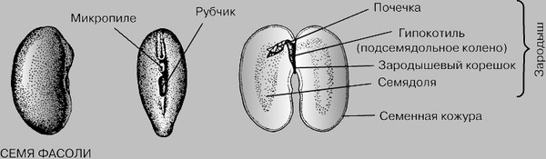 Какой части семени фасоли находятся питательные вещества