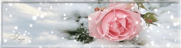 Роза под снегом. Автор: Эльза