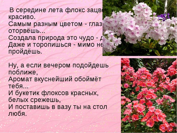 Флокс фиалка жозефины фото и описание