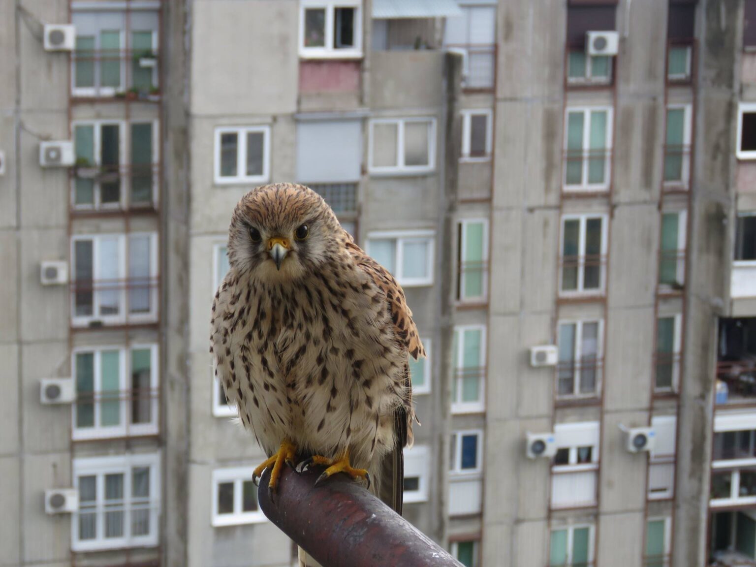 Дикие гости Белграда.