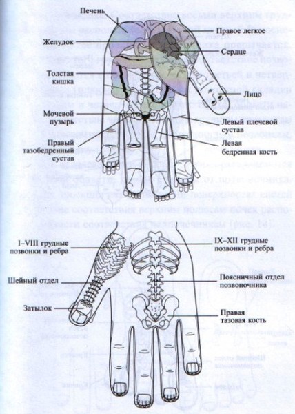 Су джок точки на ладони схема и описание