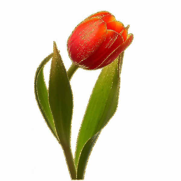 Смайлик тюльпан скопировать. Цветы тюльпаны. Распустившийся тюльпан. Анимационные тюльпаны. Анимированные тюльпаны на прозрачном фоне.